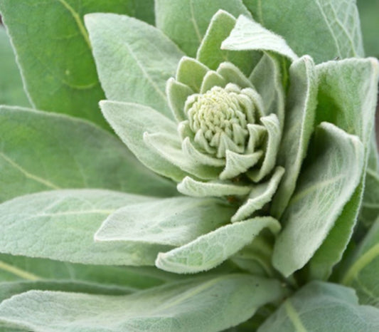 Mullein Leaf