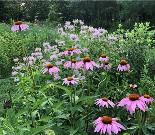 Echinacea