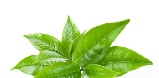Green Tea Leaf