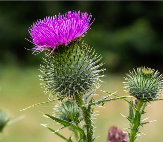 Milk Thistle Seed