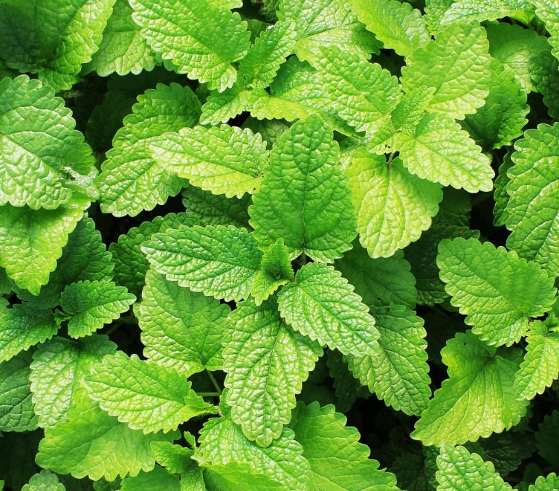 Spearmint