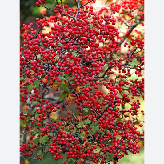 Hawthorne Berry
