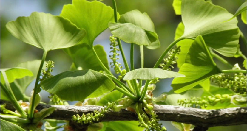 Ginkgo Biloba
