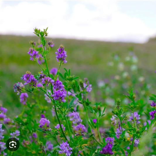 Alfalfa