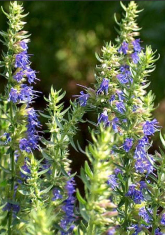 Hyssop Herb