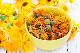 Marigold Calendula