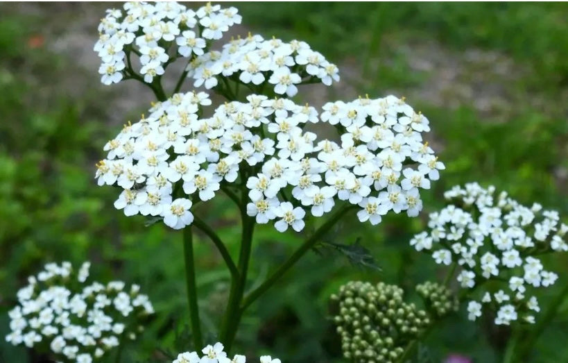 Yarrow Flower
