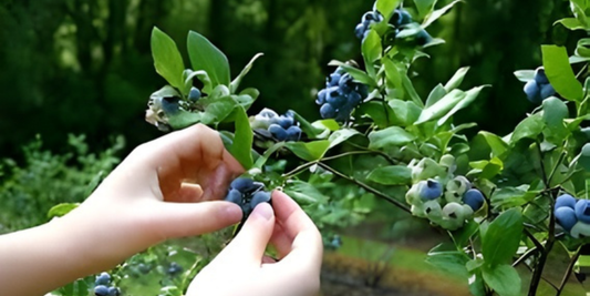 Herbal Foraging Course